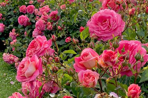 kordes rose|kordes roses catalogue.